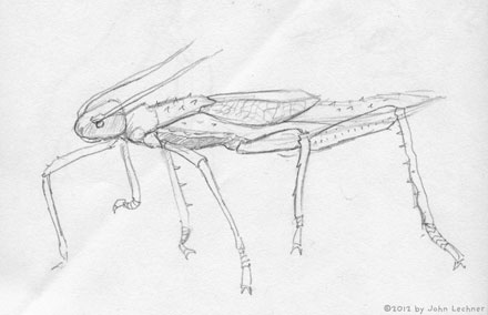 stick insect drawing by John Lechner