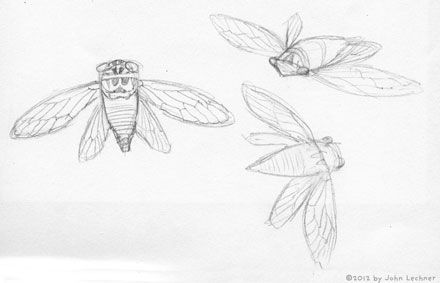 insect drawings by John Lechner