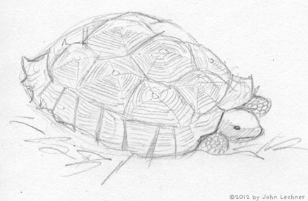 tortoise drawing by John Lechner