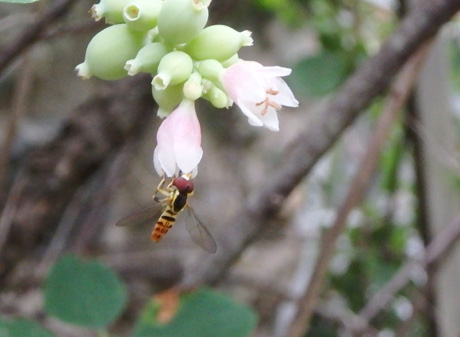 Tiny bee on flower