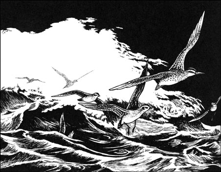 Illustration from Last of the Curlews, © by Abigail Rorer